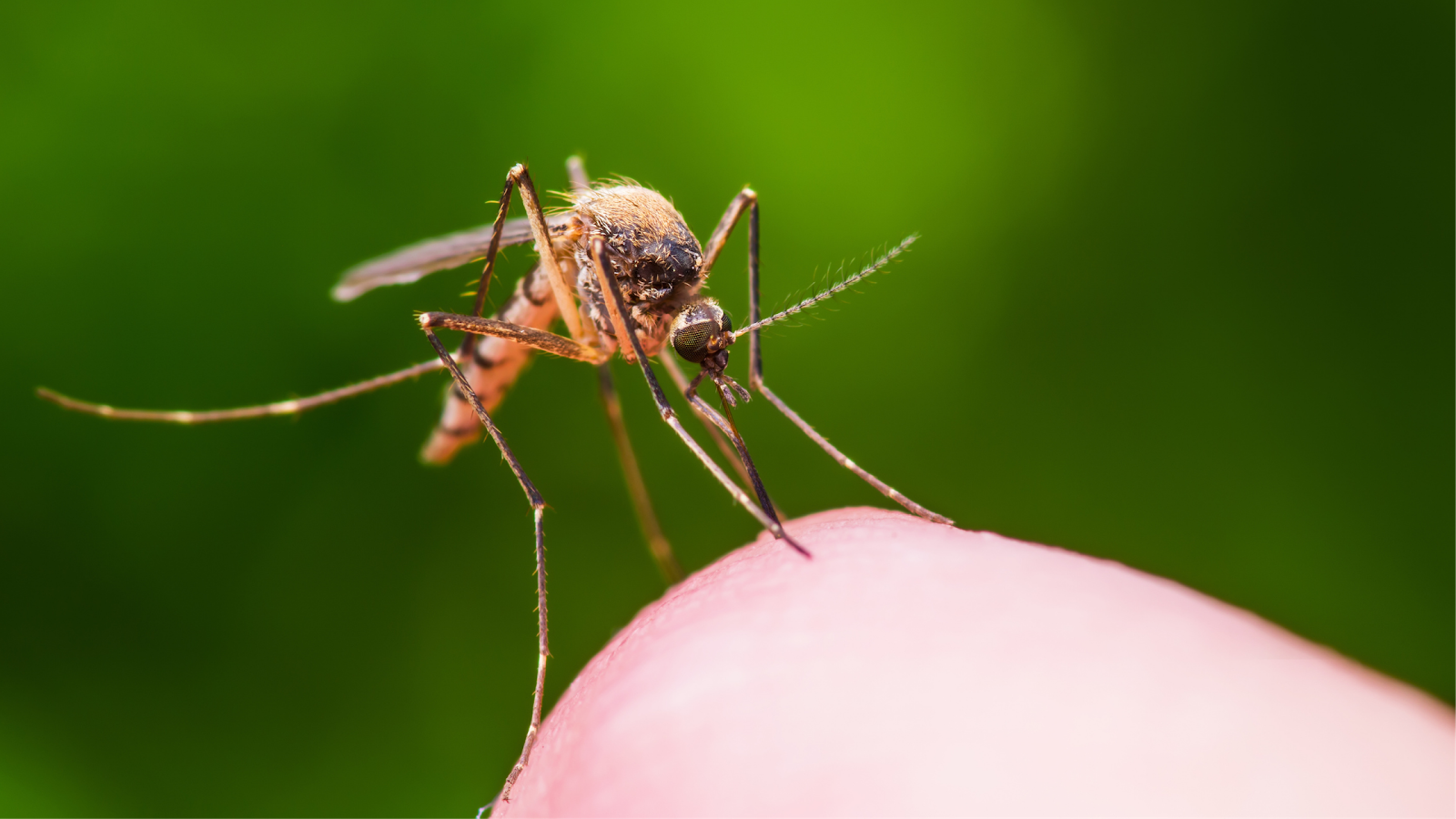 Mosquito misconceptions: Hiring a pest control company vs. DIY